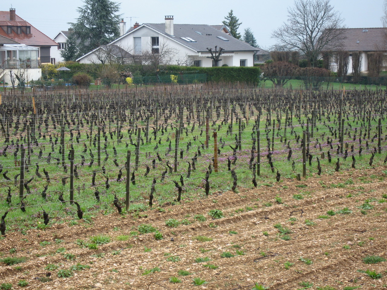 Domaine Herve Charlopin