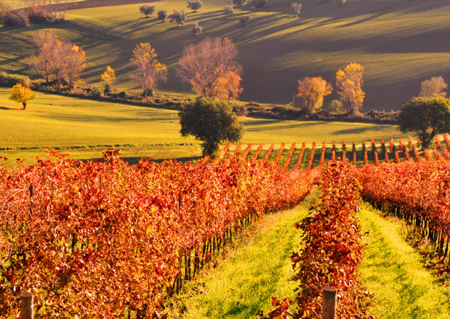 Cantine Aurora