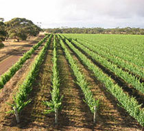 Lincoln Estate Wines