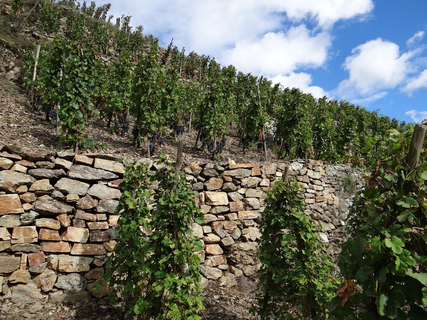 Domaine Christophe Semaska