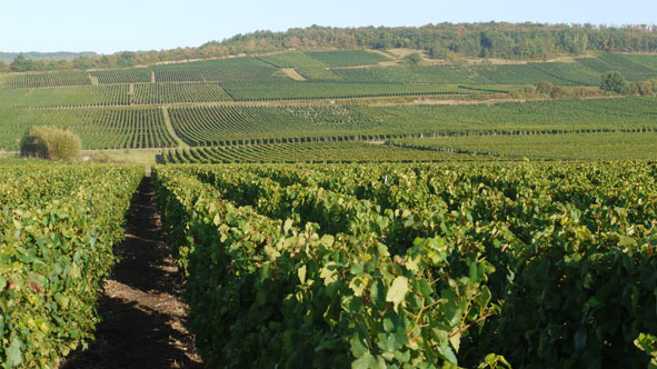 Cave de Lugny