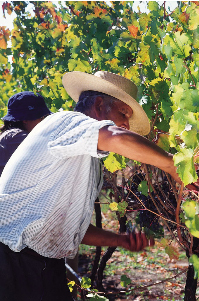 Vina del Pedregal S.A