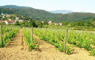 Vinicola La Baia del Sole di Federici Giulio & C. s.a.s.