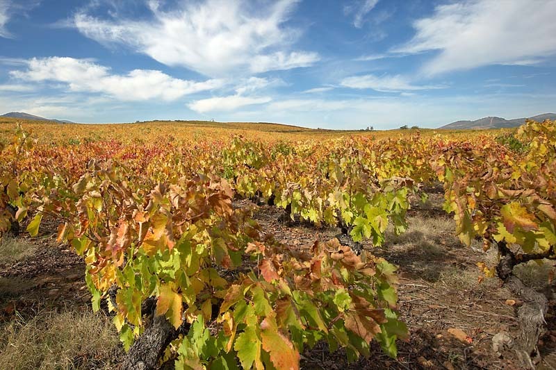 Vinos de Arganza