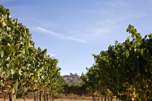 Bodega Pazos del Rey S.L.