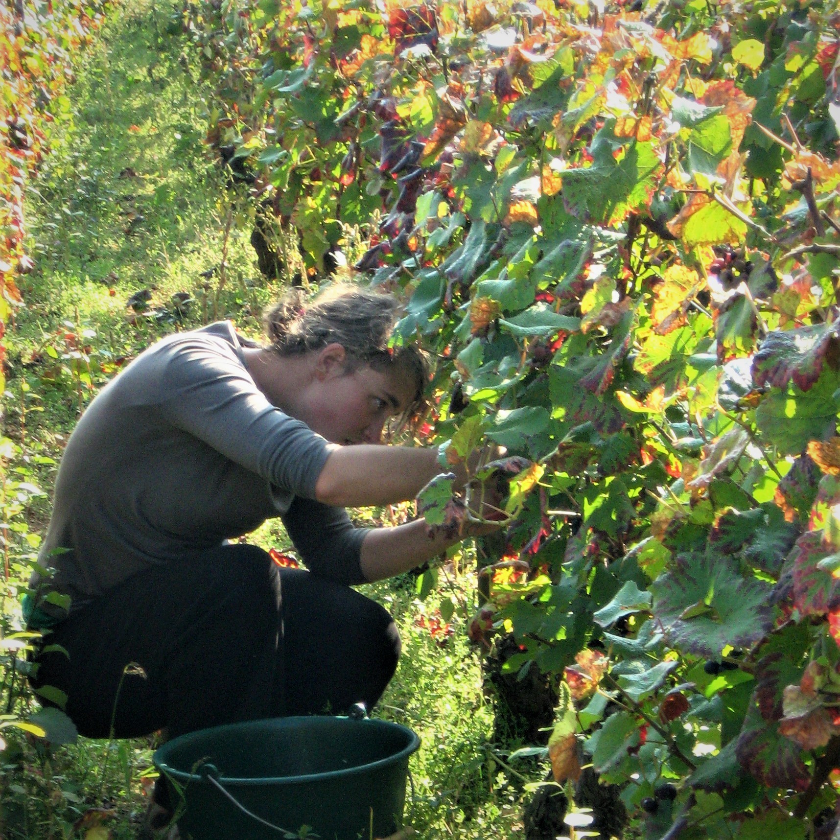 手摘みで丁寧に収穫