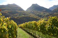 Cave des Onze Communes soc. coop.