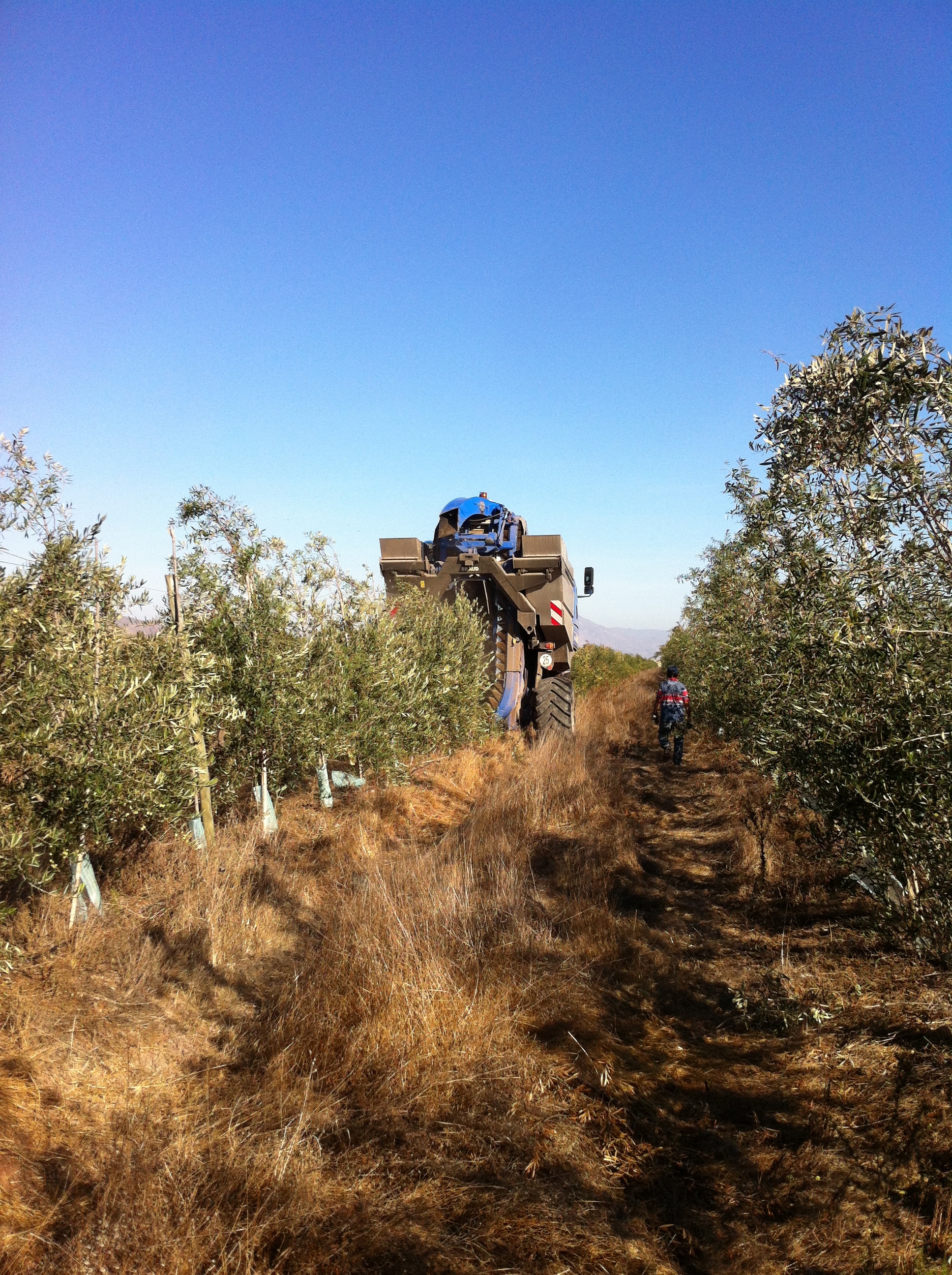 機械収穫の様子