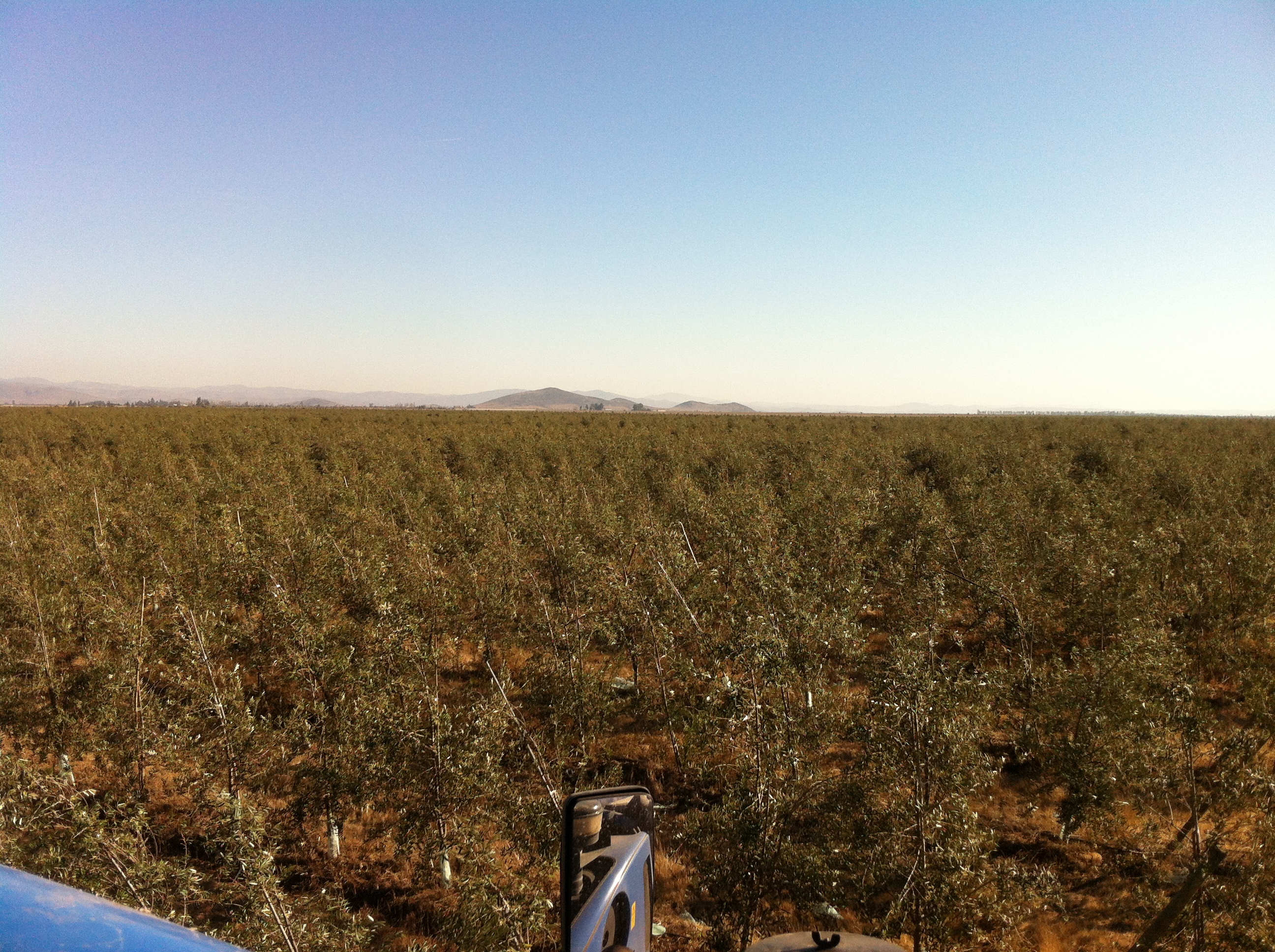 広大なオリーブ畑