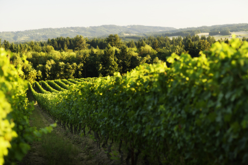 Cooper Mountain Vineyards