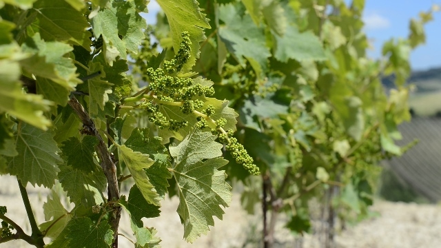Azienda Agrobiologica San Giovanni Soc. Agr. Srl