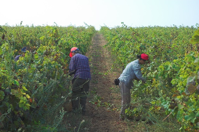 Cantina e Oleificio Sociale