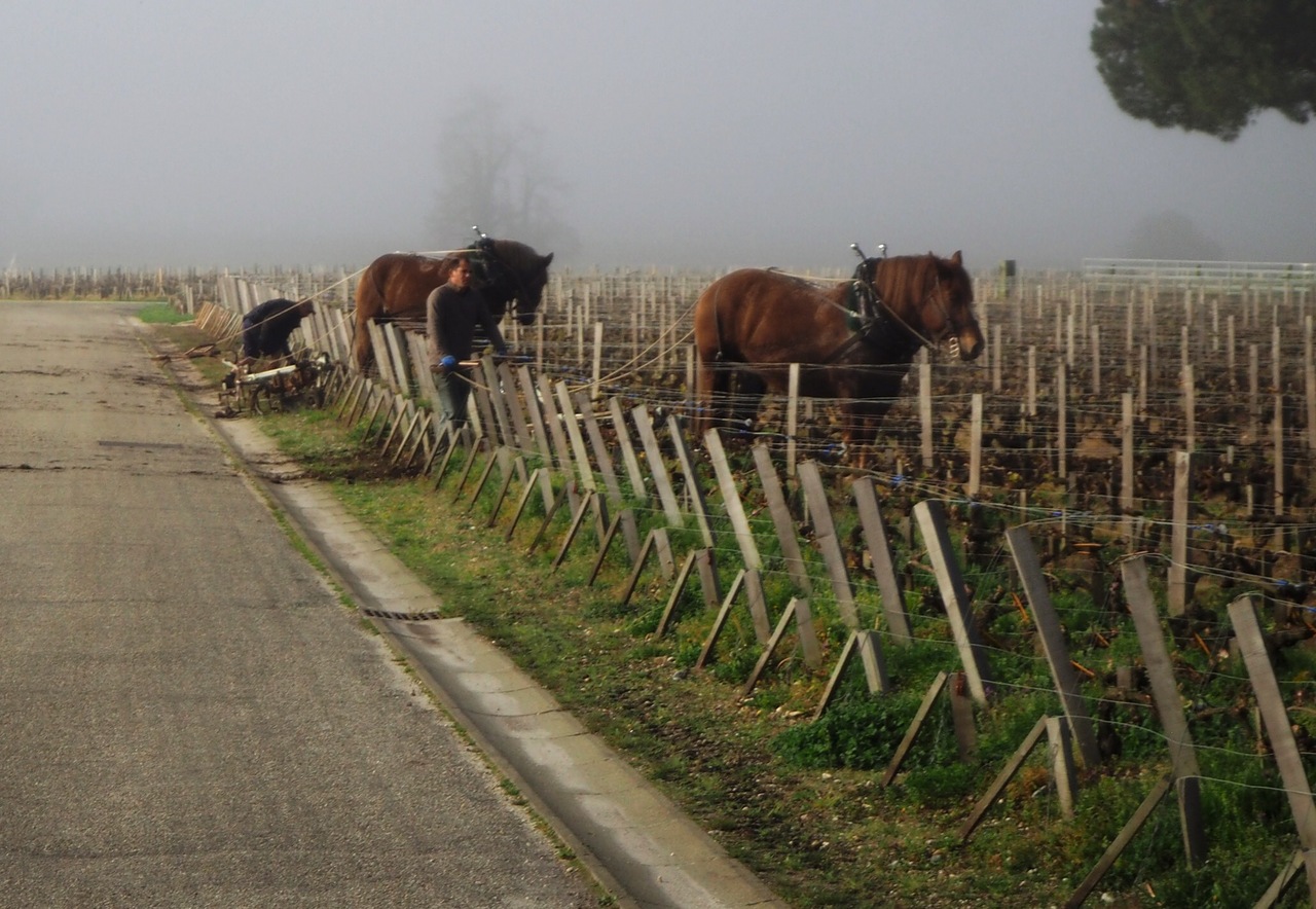 耕作作業を行う馬たち