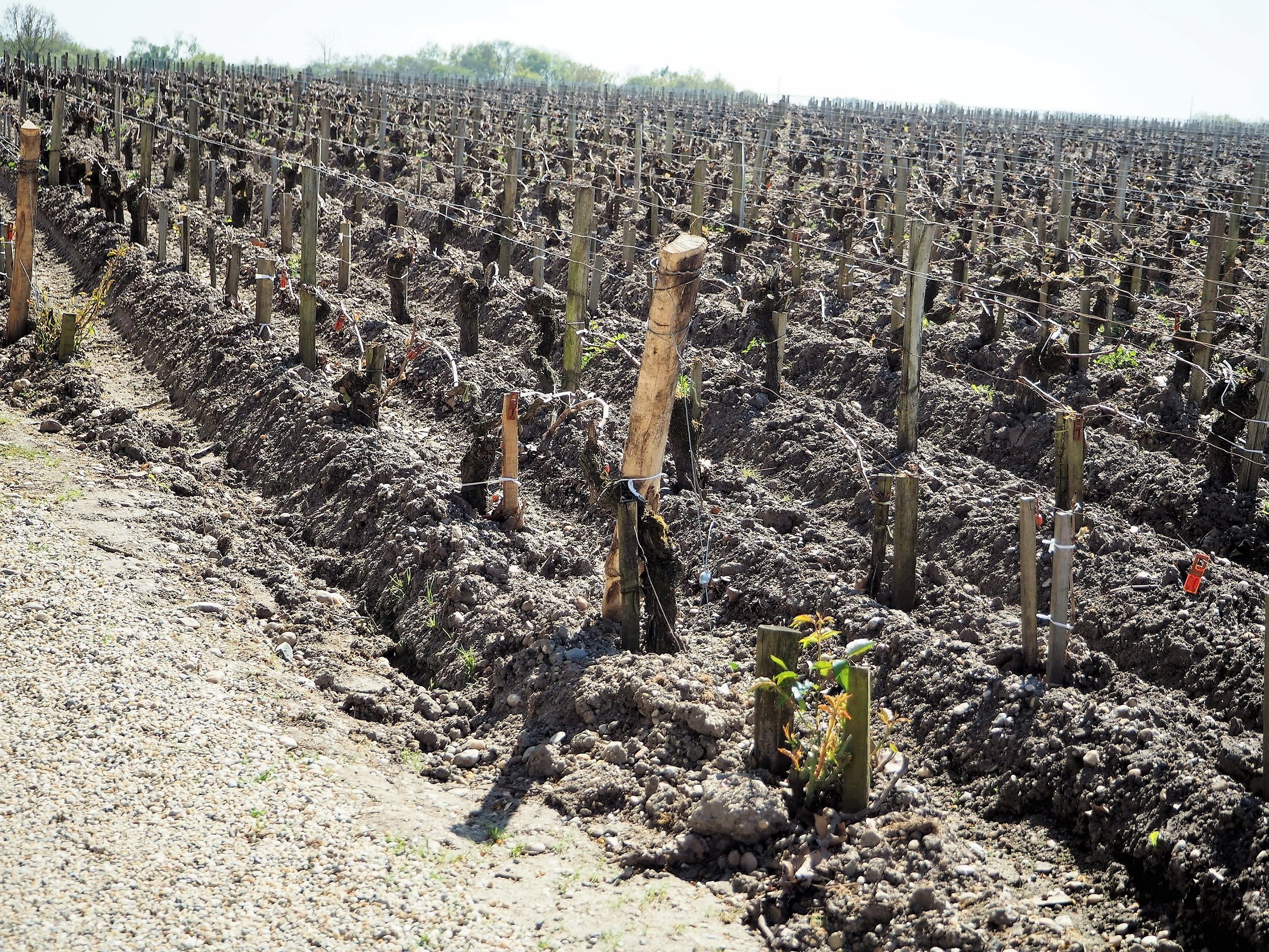 シャトーの傍の畑
