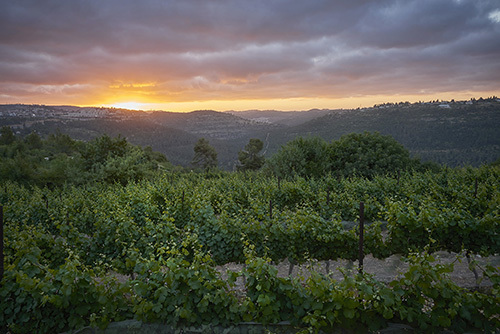 Tzora Vineyards