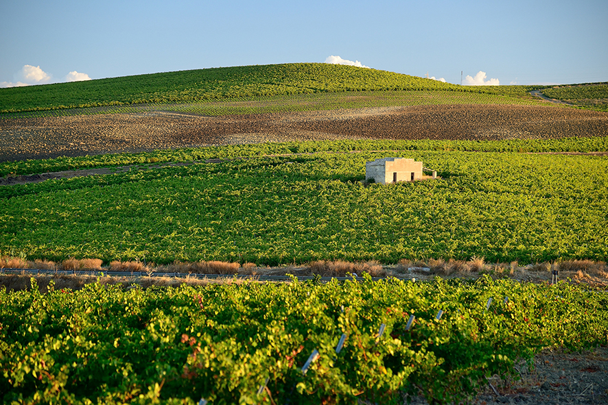 Cantine Europa