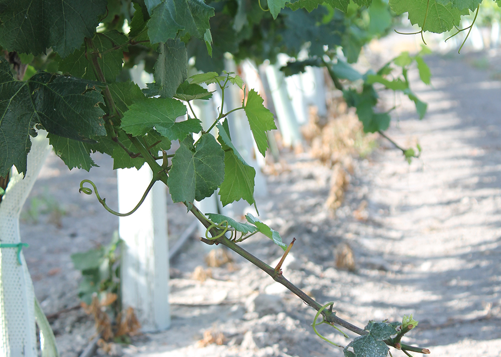 Bodega Miguel Domecq