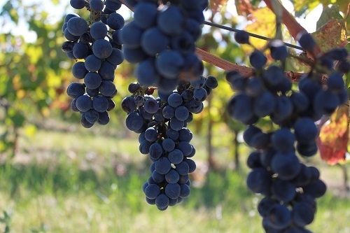 Azienda Agricola Serracavallo di Demetrio Stancati
