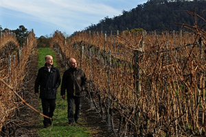 Tolpuddle Vineyard