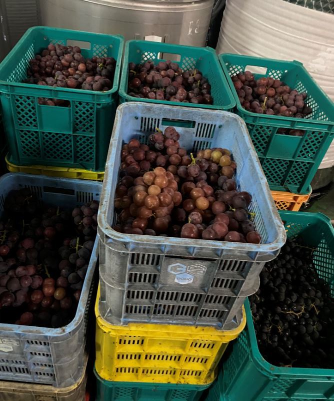 入荷される生食ブドウ