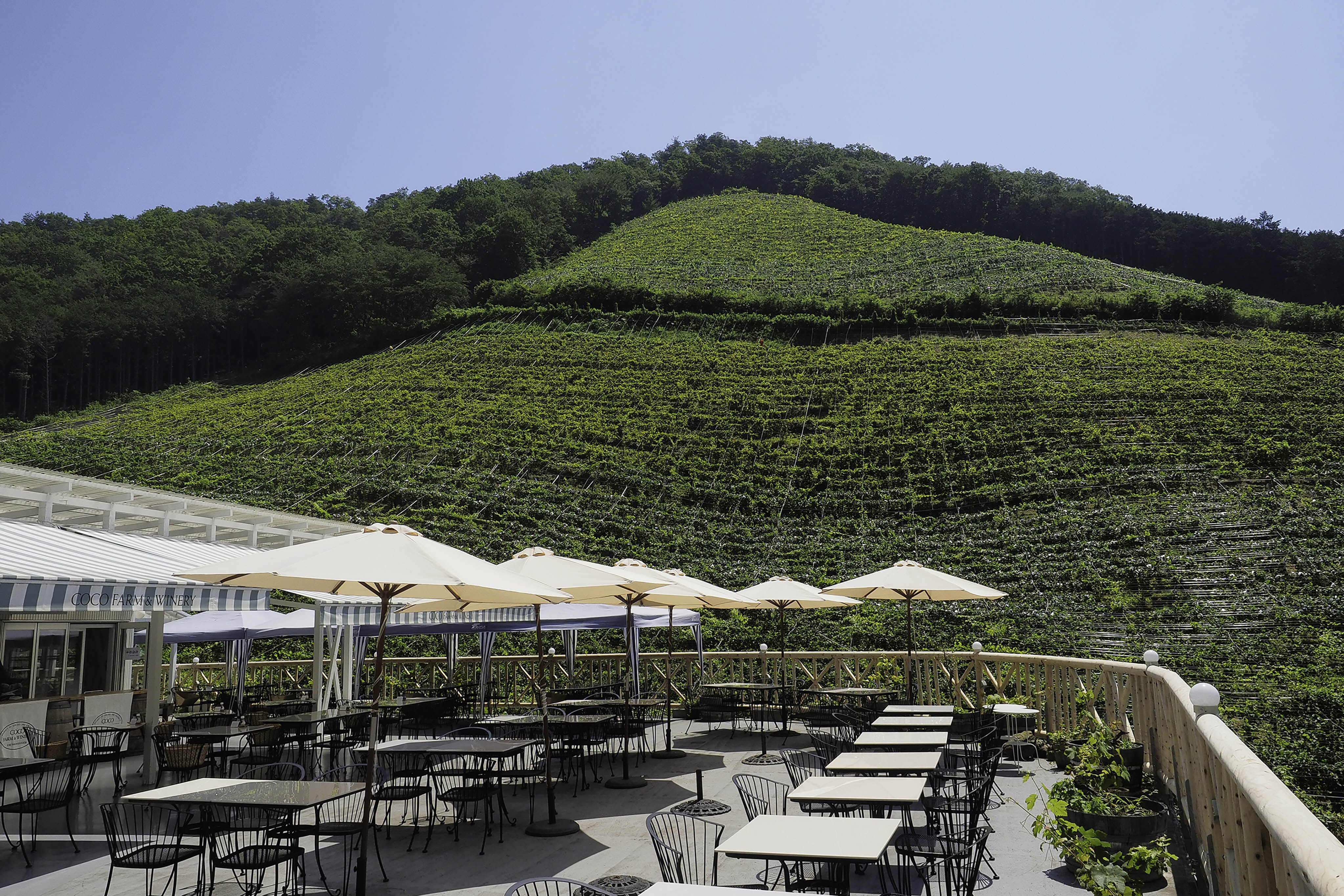 COCO FARM and WINERY