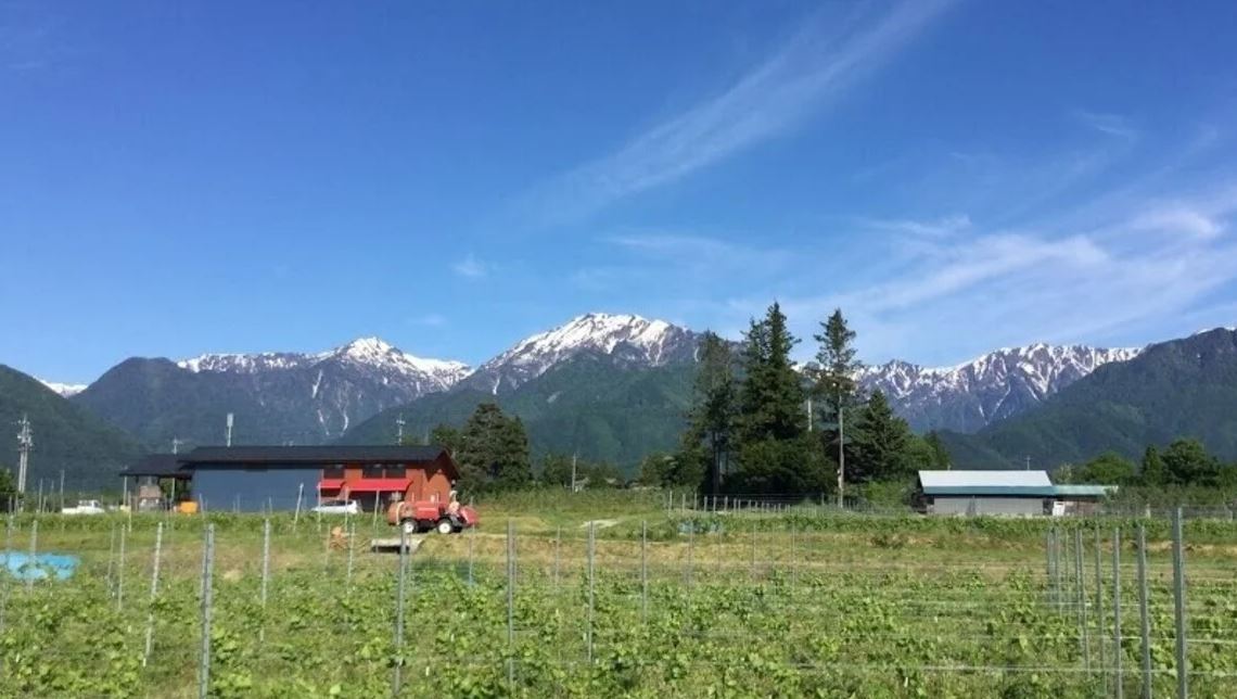 Northern Alps Vineyards