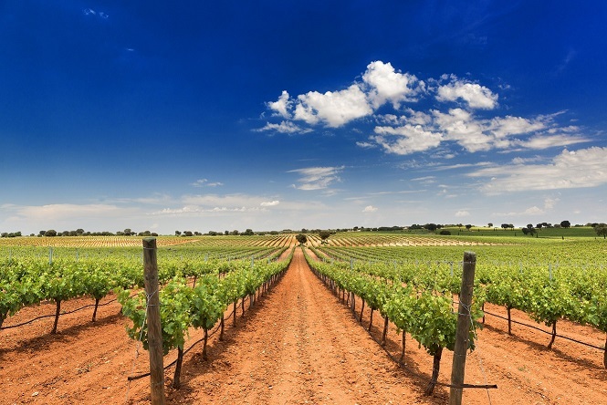 Bodegas y Vinedos Fontana