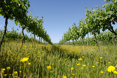 Vina Marchigue