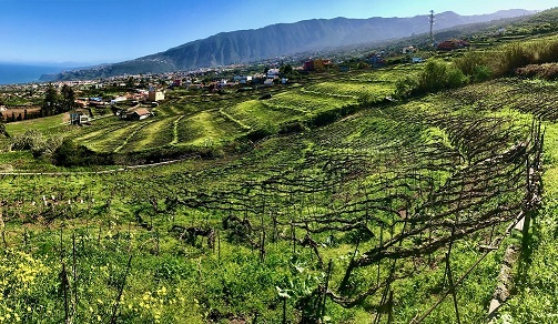 Las Suertes del Marques
