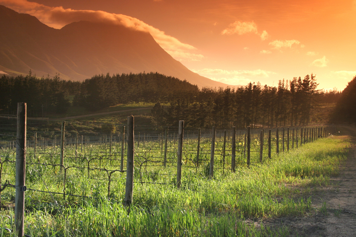 Newton Johnson Wines