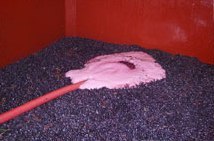 醸造中のブドウ