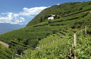 Cantina Bolzano
