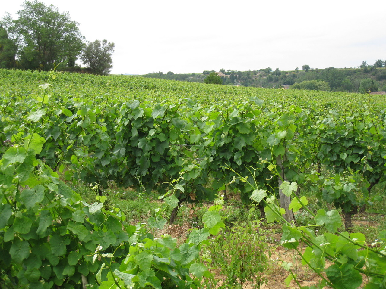Domaine J.Laurens