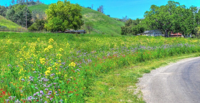 ミツバチの生息地として管理されている道。ワイナリーではBeeHighwayと呼んでいる