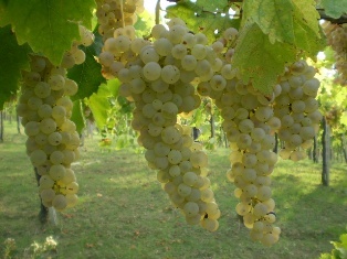 Citra Vini S.C.