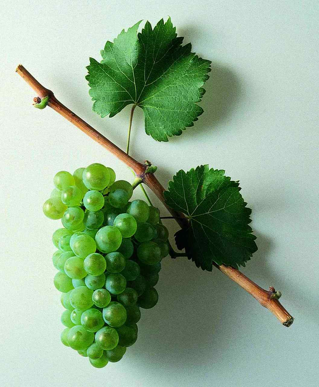 Bodega Hermanos del Villar