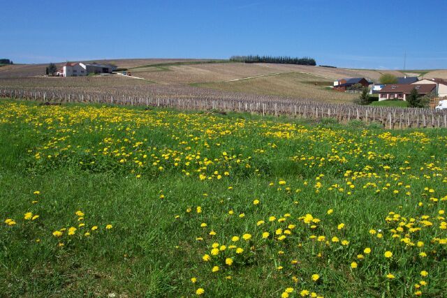 Domaine Tabordet