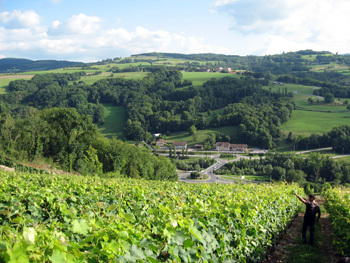 Domaine Lupin
