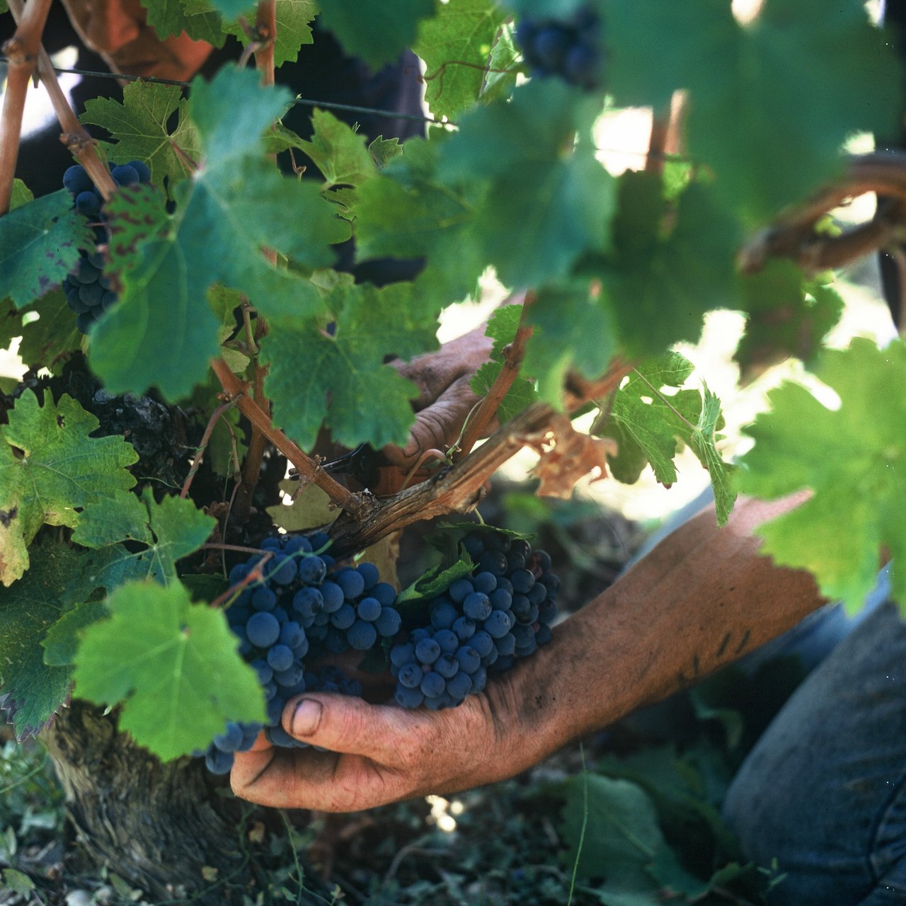 Les Vignerons de Buzet