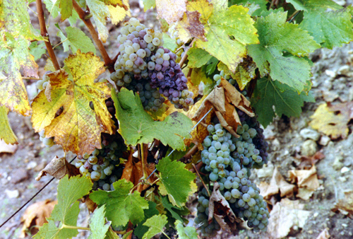 Domaine Brunet