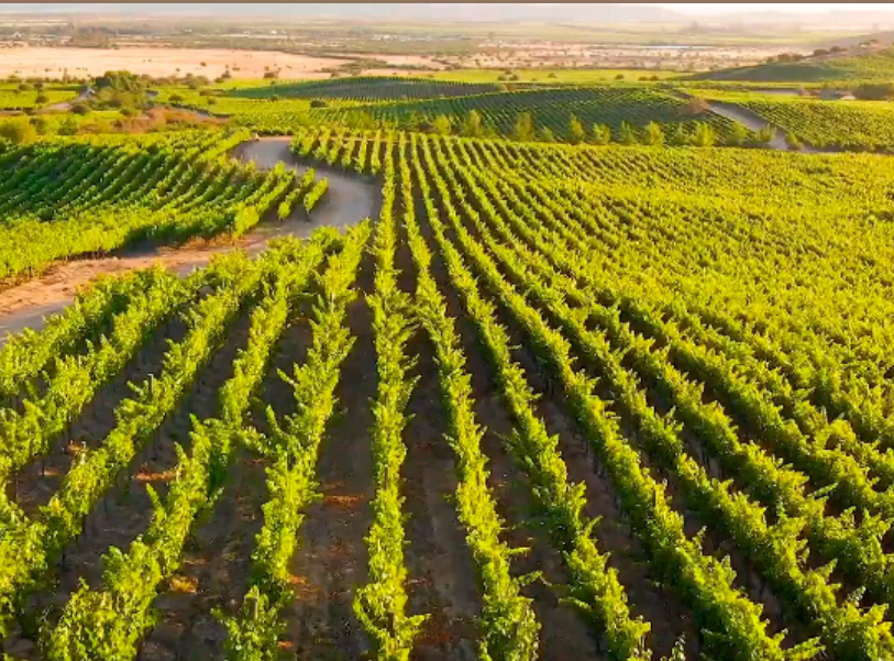 Marchigüe/ マルチグエとは
