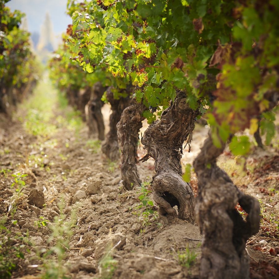 土壌＿花崗岩・火山性土壌・沖積土壌が織りなす、複雑で表情豊かな土壌