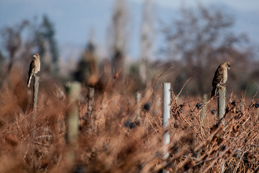 ワイン造りの哲学