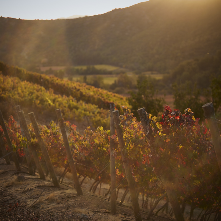 アパルタの気候＿冷涼さと成熟のバランスをもたらす