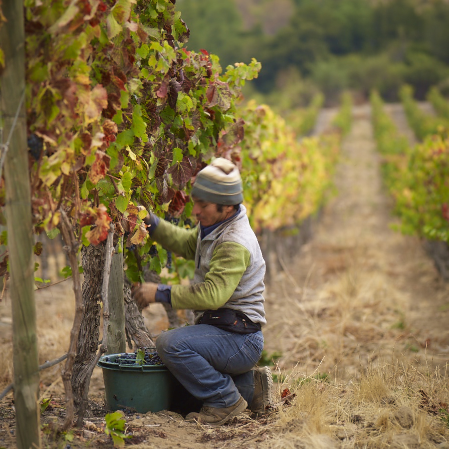 栽培＿土地の生命力を引き出す、再生型オーガニック＆ビオディナミ農法