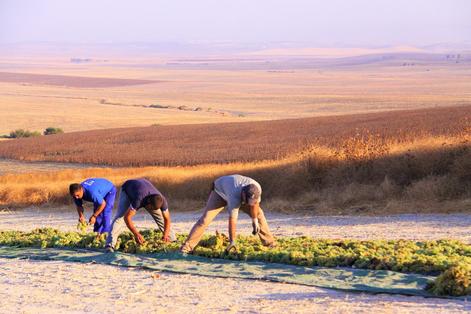 100％手摘み！そして極甘口シェリーの為の天日干し