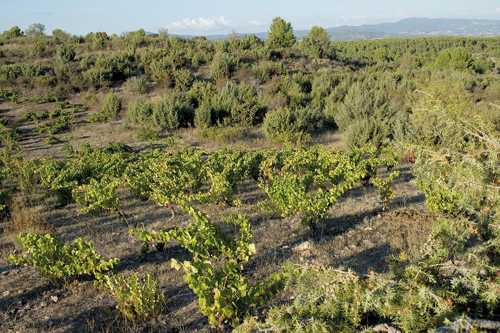 自然な農法の実践
