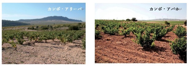 偉大な地域ムルシア州と、小さなD.O.イエクラの宝石「モナストレル」