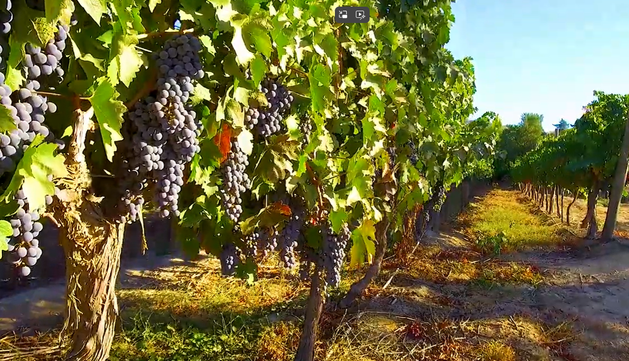 コルチャグア・ヴァレー｜赤品種に強みを持つ、自社畑の核