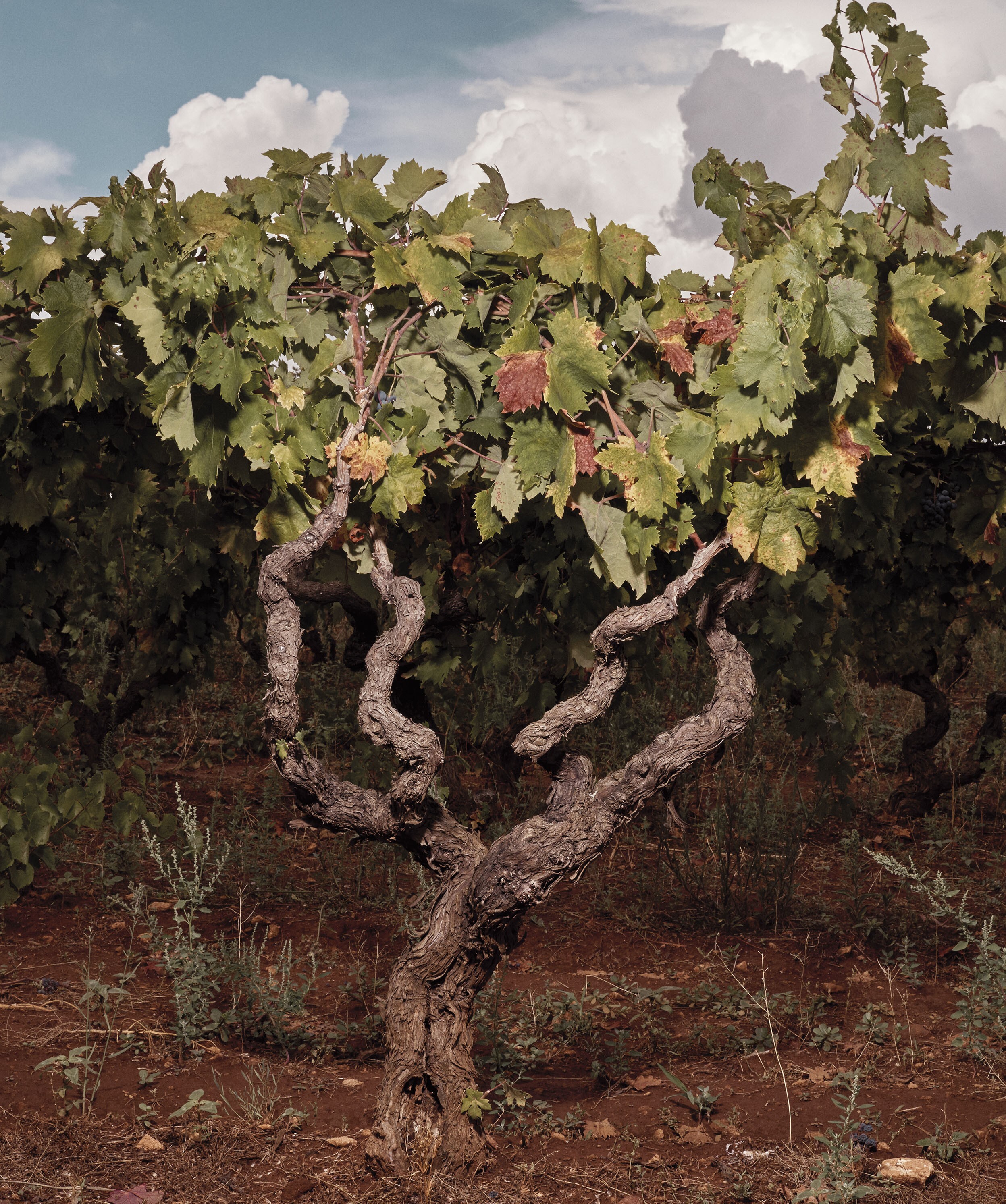 アルベレッロの古木を守り、手摘みを実施